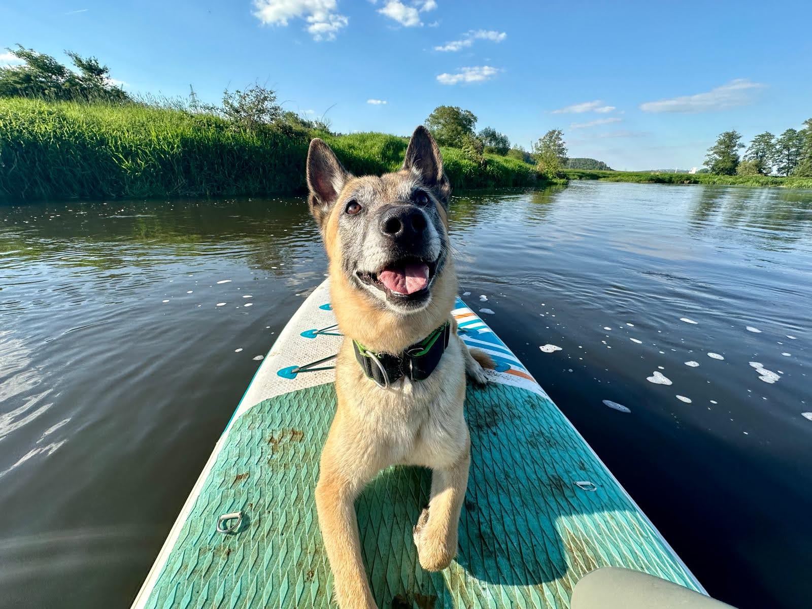 Malinois auf SUP
