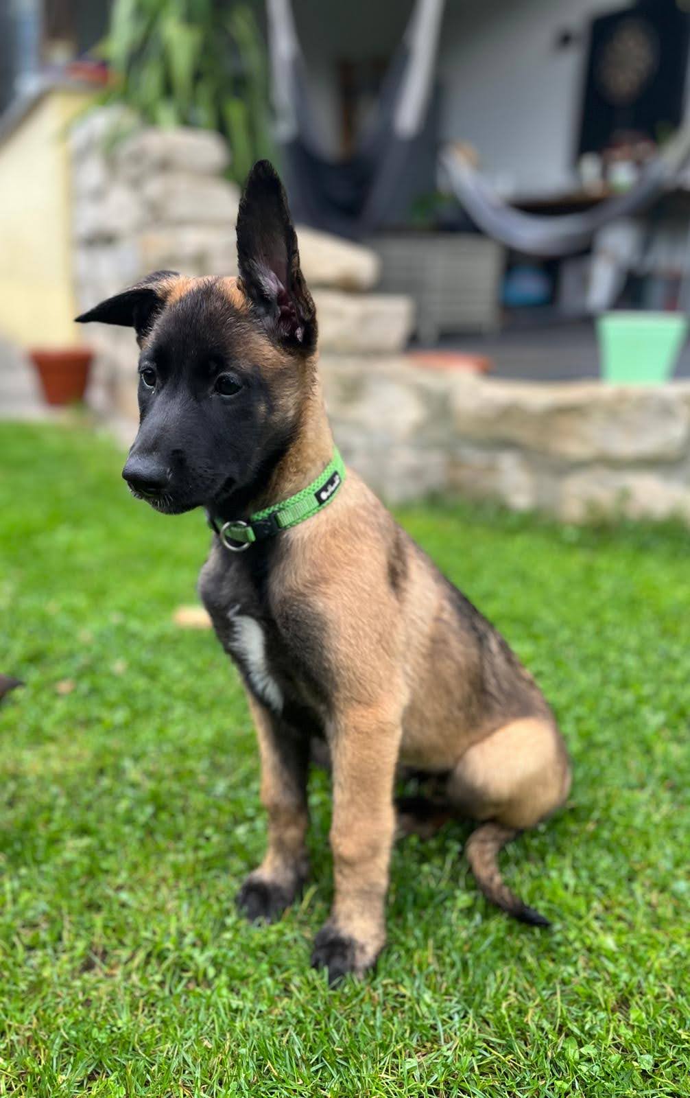 Malinois-Welpe